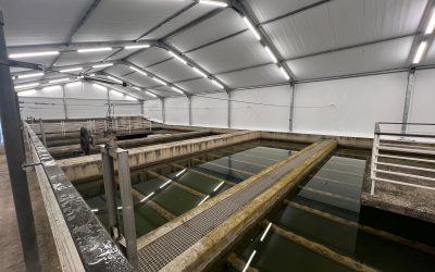 Una gran carpa per frenar les algues i optimitzar el tractament de l’aigua 